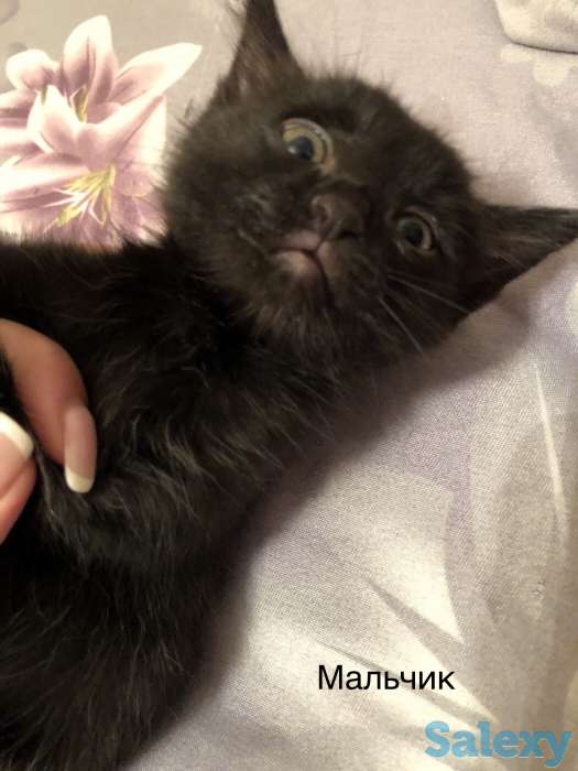 Котята ищут дом, фотография 3