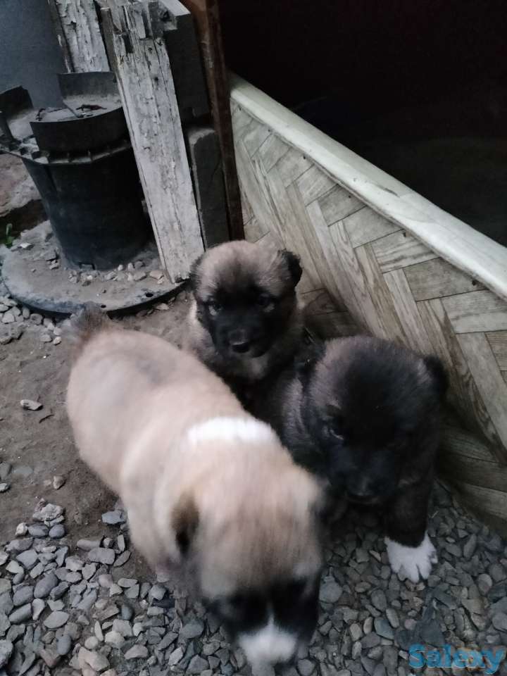 Продам щенков алабая, фотография 2