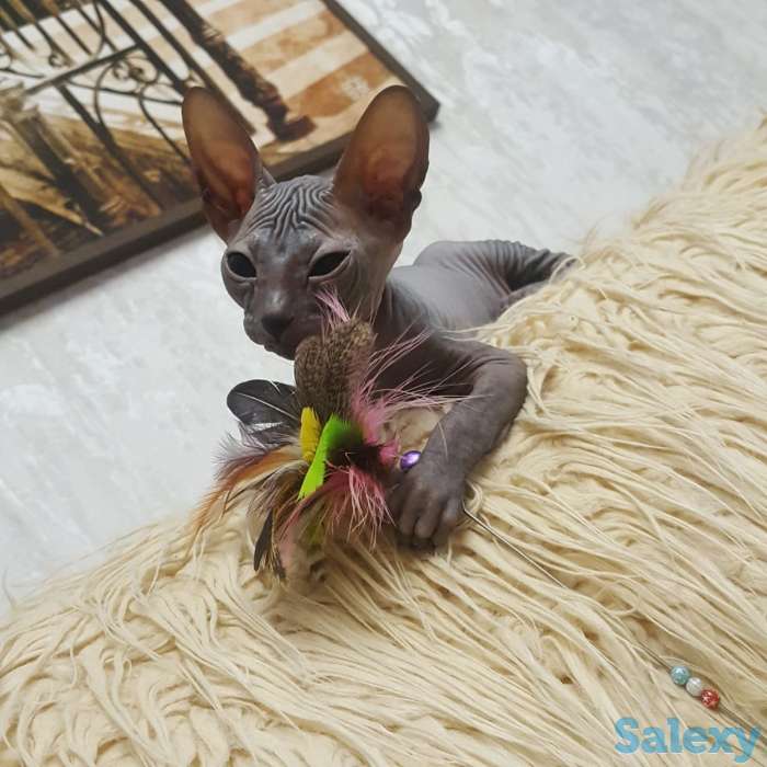 Котята дончаки, фотография 6