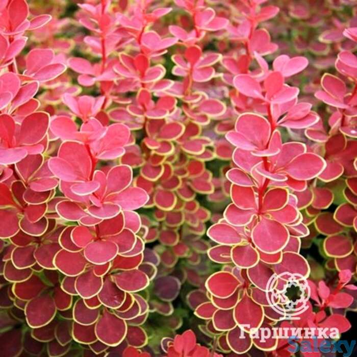 Барбарис оранж санрайз, фотография 1