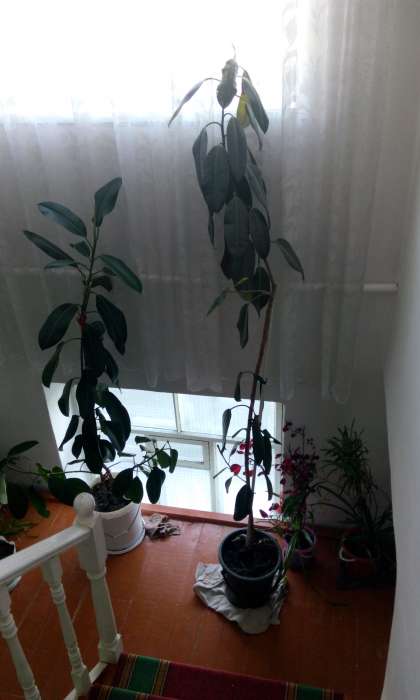 Домашние и офисные цветы, фотография 10