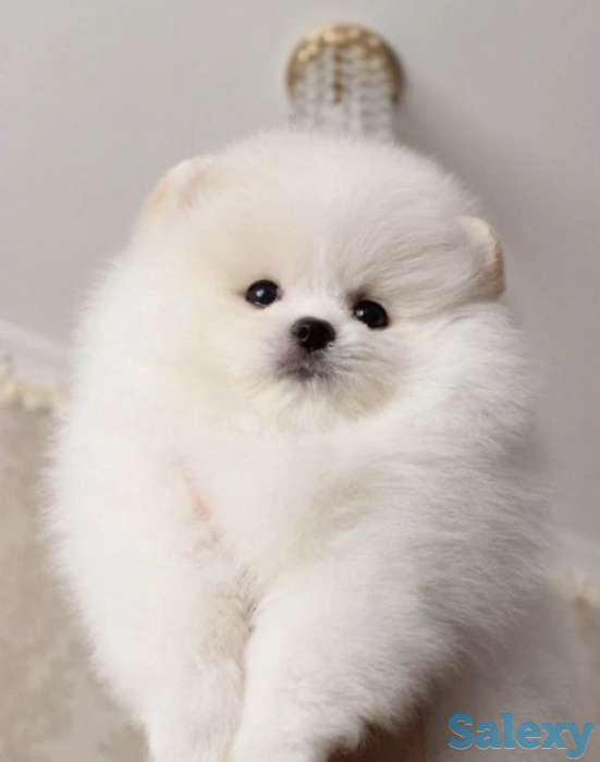 Красивая, пушистая прелесть., фотография 5