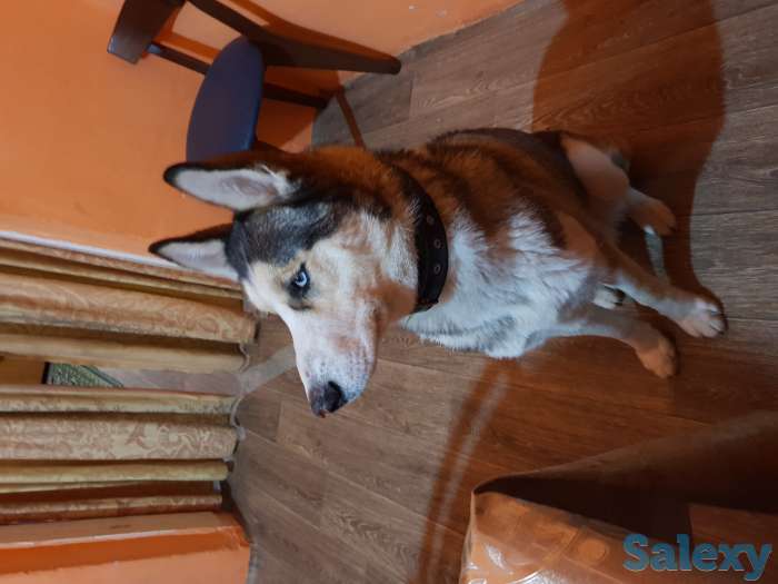 Пропала Хаска, фотография 2