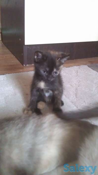 отдам котенка, фотография 1