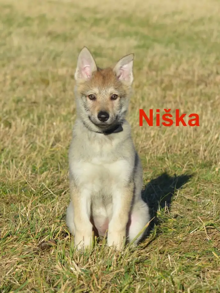 Чешский VolfDog Чешский волчак, фотография 4