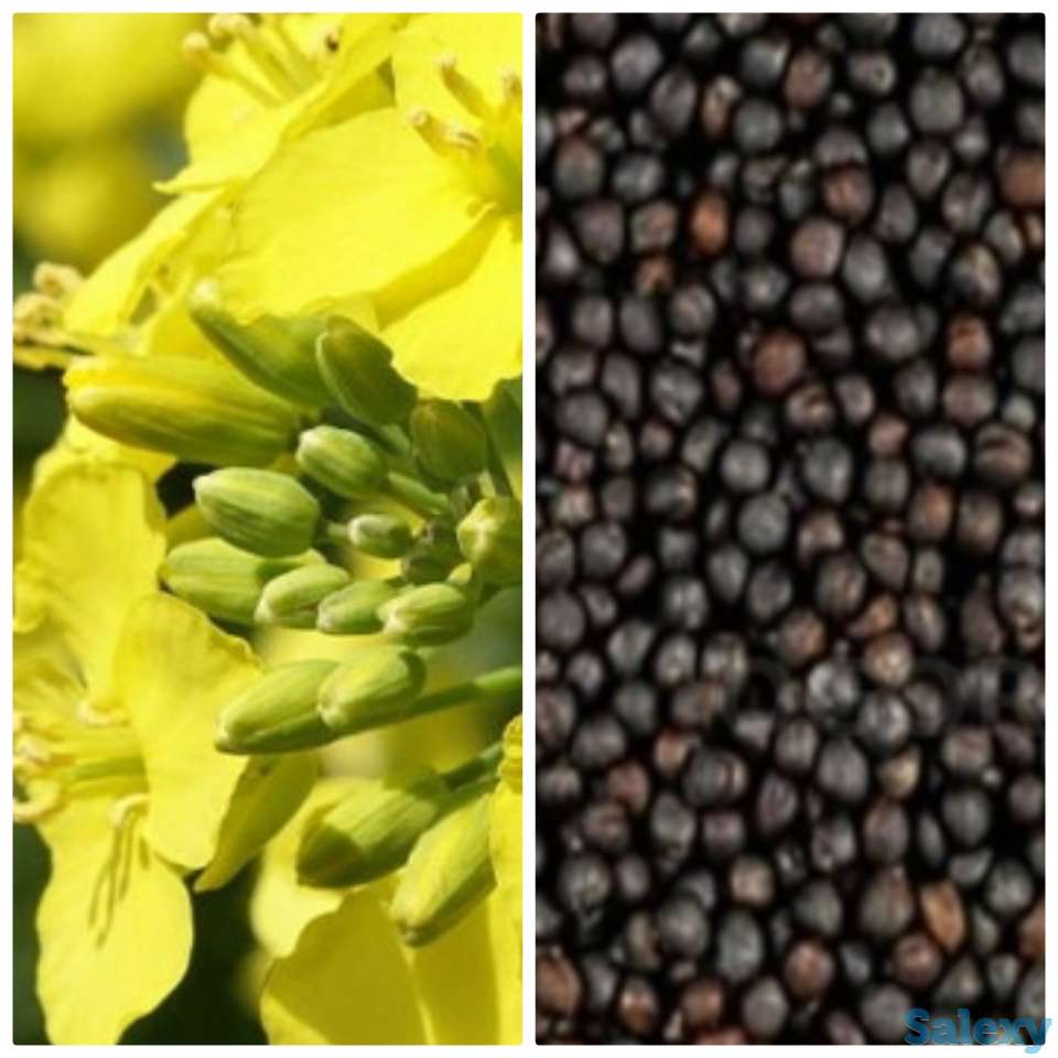 Семена рапса озимого 