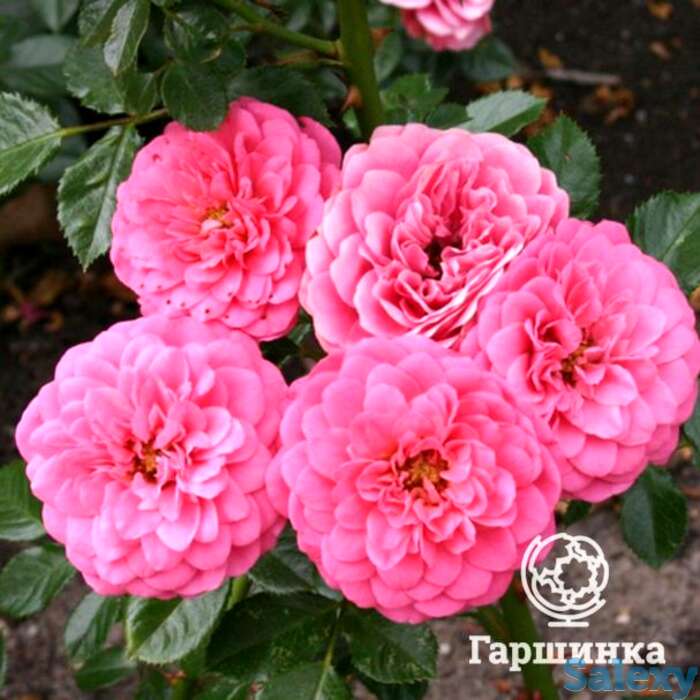 Роза амулет флорибунда, тантау, фотография 1