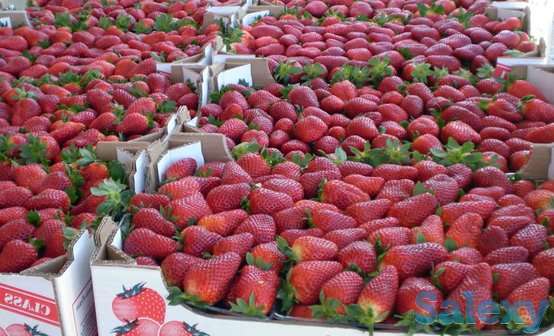 Клубника оптом и в розницу, фотография 1