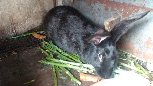 Кролики фландр с шиншилой, фотография 2