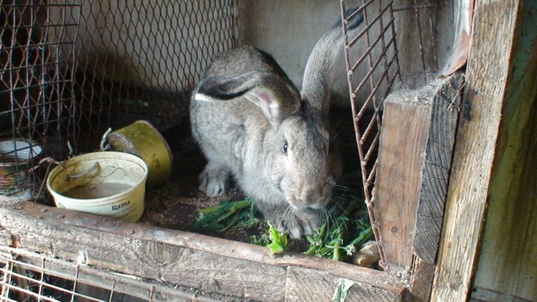 Кролики фландр с шиншилой, фотография 3