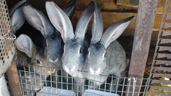 Кролики фландр с шиншилой, фотография 5