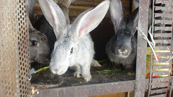 Кролики фландр с шиншилой, фотография 8