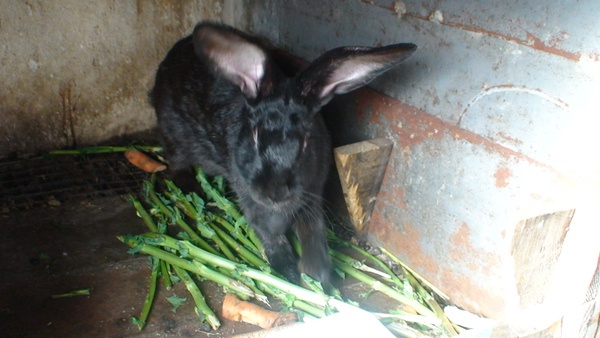 Кролики фландр с шиншилой, фотография 9