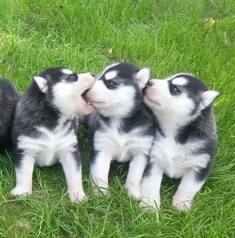 продам щенков хаски, фотография 1
