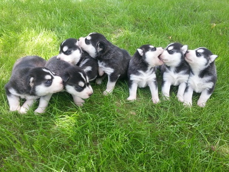 продам щенков хаски, фотография 2