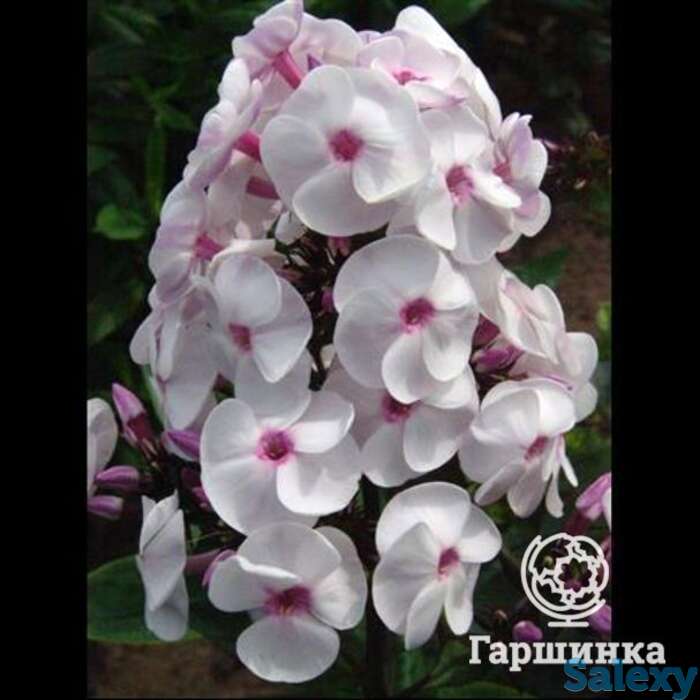 Флокс метельчатый Айс Крим, фотография 1