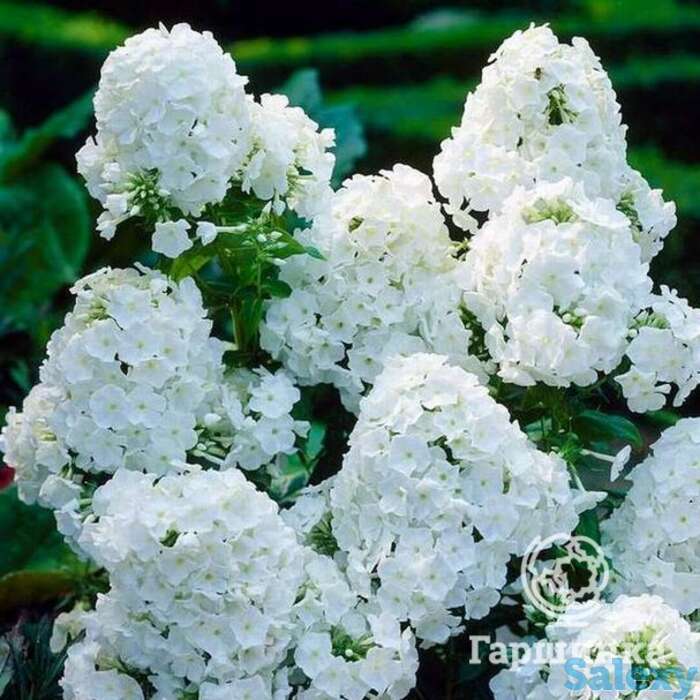 Флокс метельчатый Юник Уайт, фотография 1