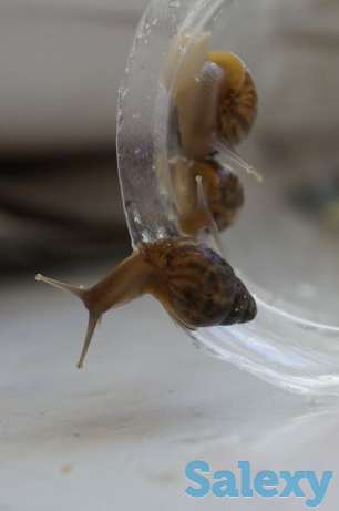 Улитята ахатина, фотография 1