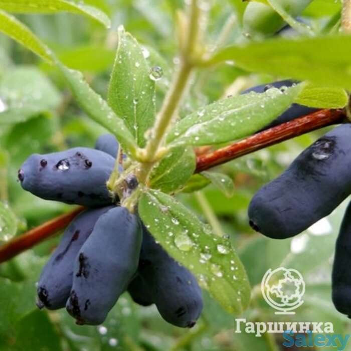 Жимолость Длинноплодная, фотография 1