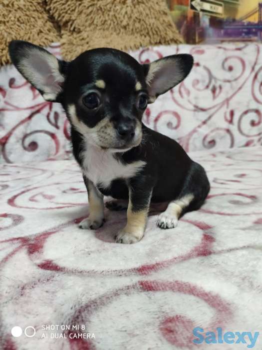 Продам Тойчиков, фотография 3