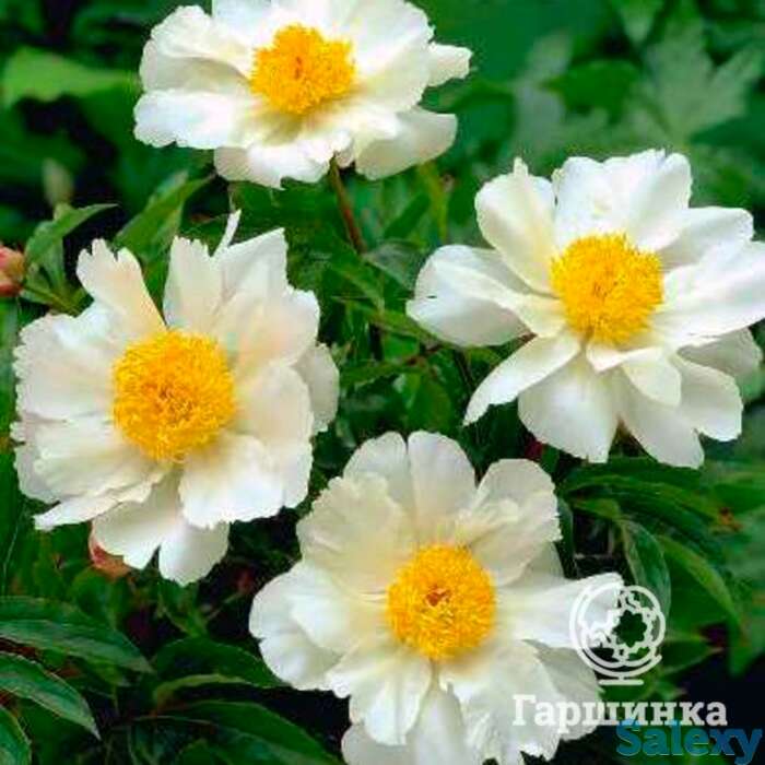 Пион уайт вингс, фотография 1