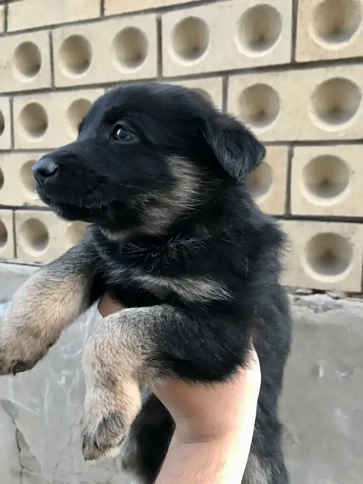 Продам чистокровных щенков немецкой овчарки, фотография 2