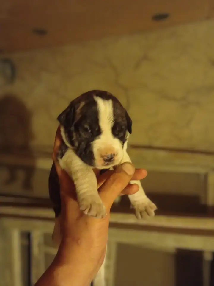 Щенки Тобет САО и Питбуль, фотография 2