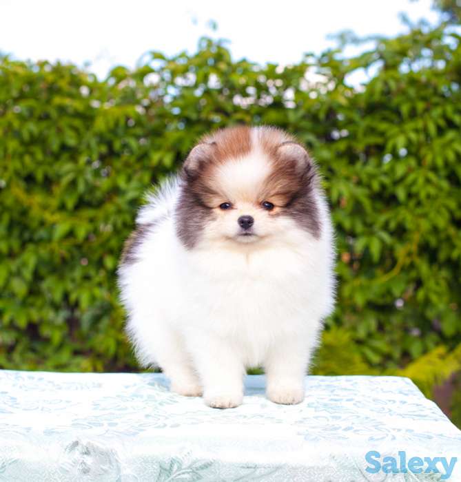 Померанский шпиц белого, патиколорного, мерле окрасов, фотография 3