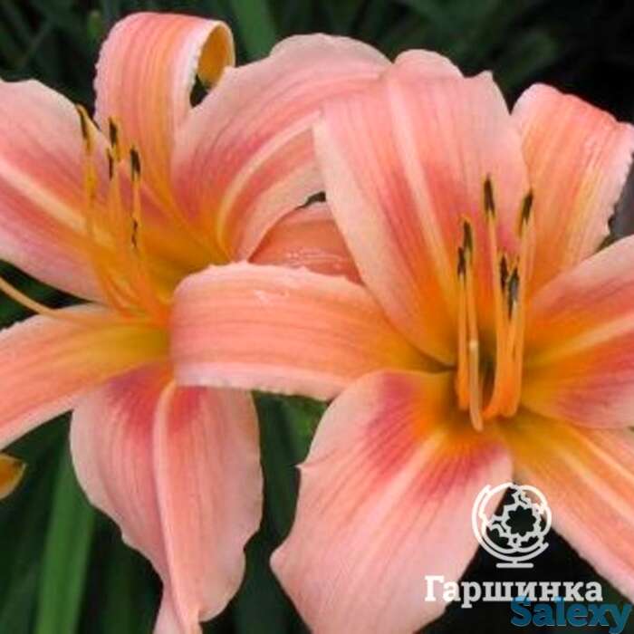 Лилейник Холс Пинк, фотография 1