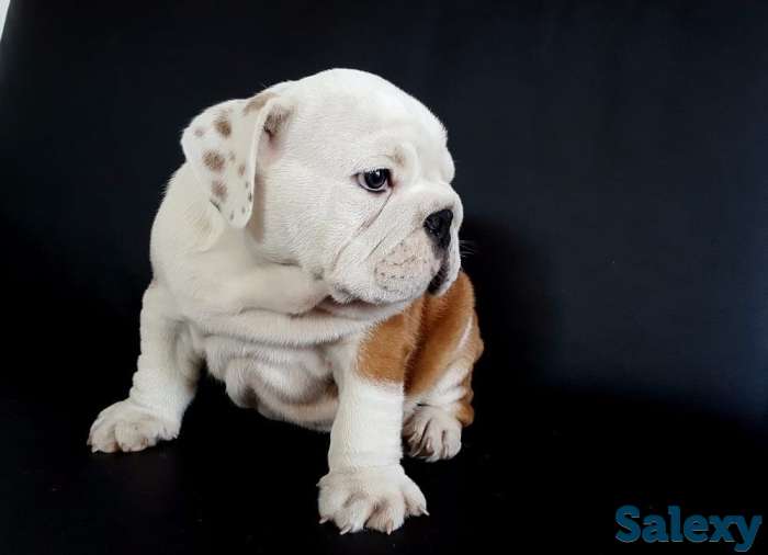 Ласковый и нежный зверь, фотография 4