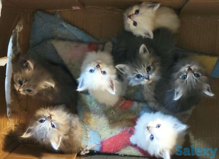 Котята, фотография 12