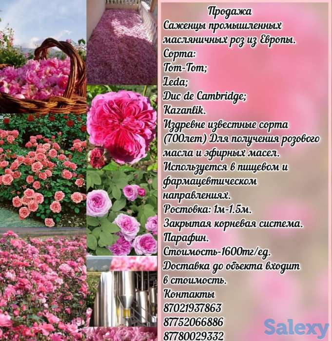 Саженцы масленичных роз Сербия, фотография 2