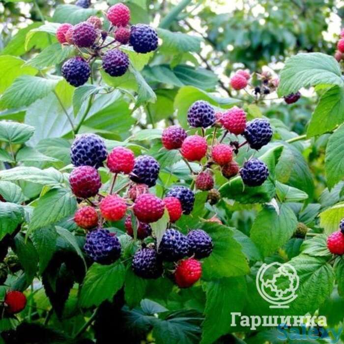 Малина черная кумберленд, фотография 1