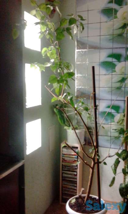 Продам 3 х комнатную квартиру, Омск ул. Стороженко 25\7, фотография 4