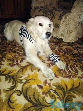 Золотистый ретривер. Связка., фотография 1