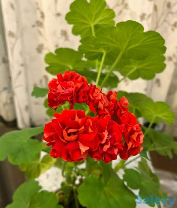 Комнатные цветы, фотография 4