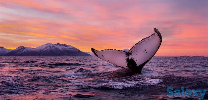 Завораживающее путешествие на Шри - Ланку., фотография 8