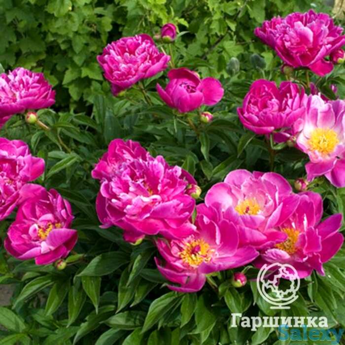 Пион август дессерт, фотография 1