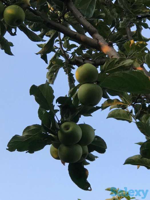 Яблоневый сад 2 га в с.Азат, фотография 1