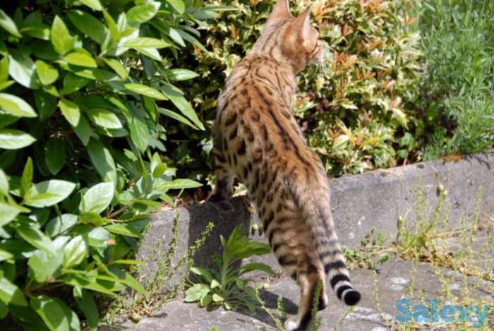 Котята бенгальские, фотография 1