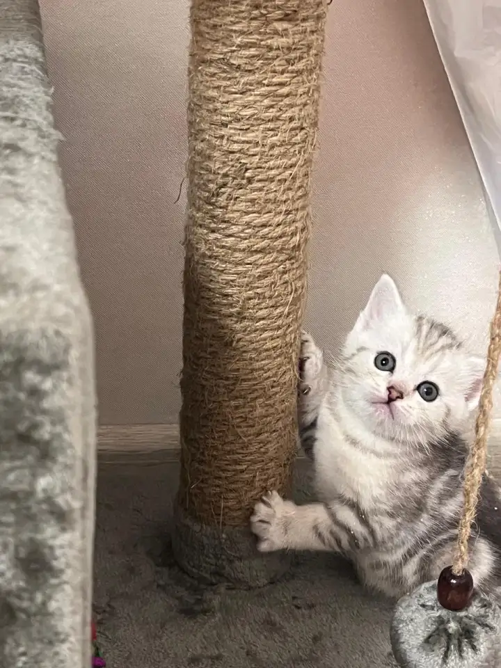 Шотландские котята, фотография 8