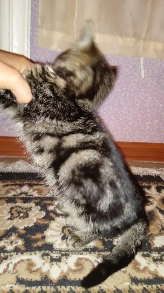 Котята в добрые руки девочки, фотография 6