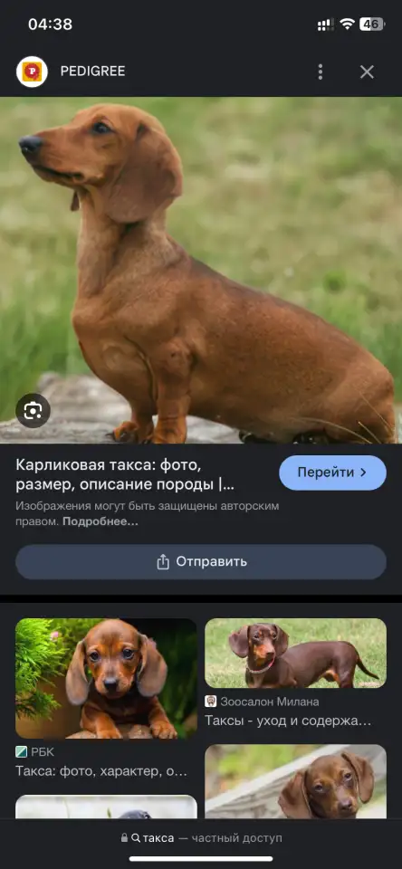 Ищу щенка таксы, фотография 3