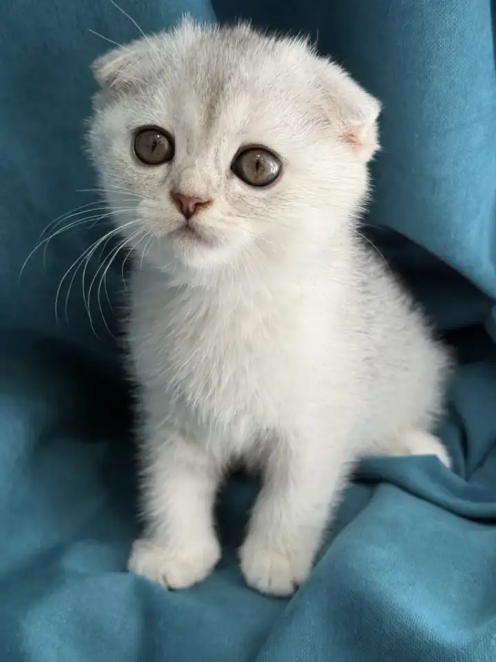 Продам котят. Породы серебристая шиншилла, фотография 2