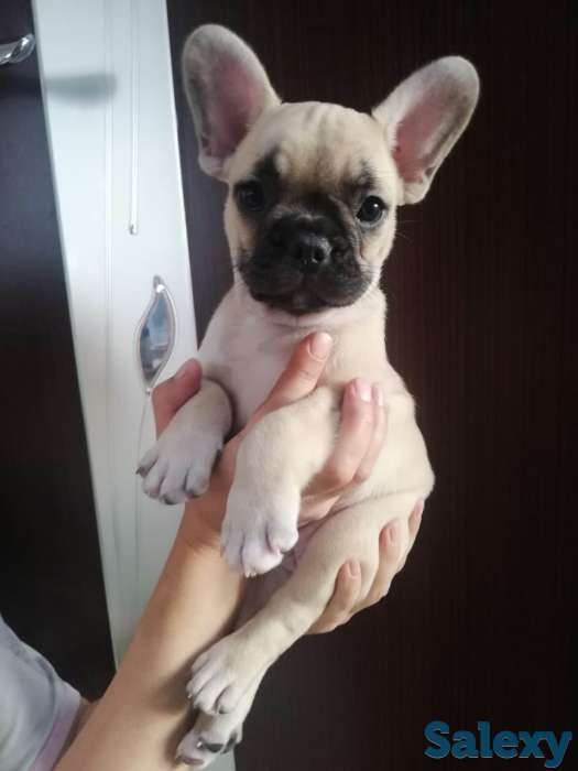 Продам щенков французского бульдога, фотография 11