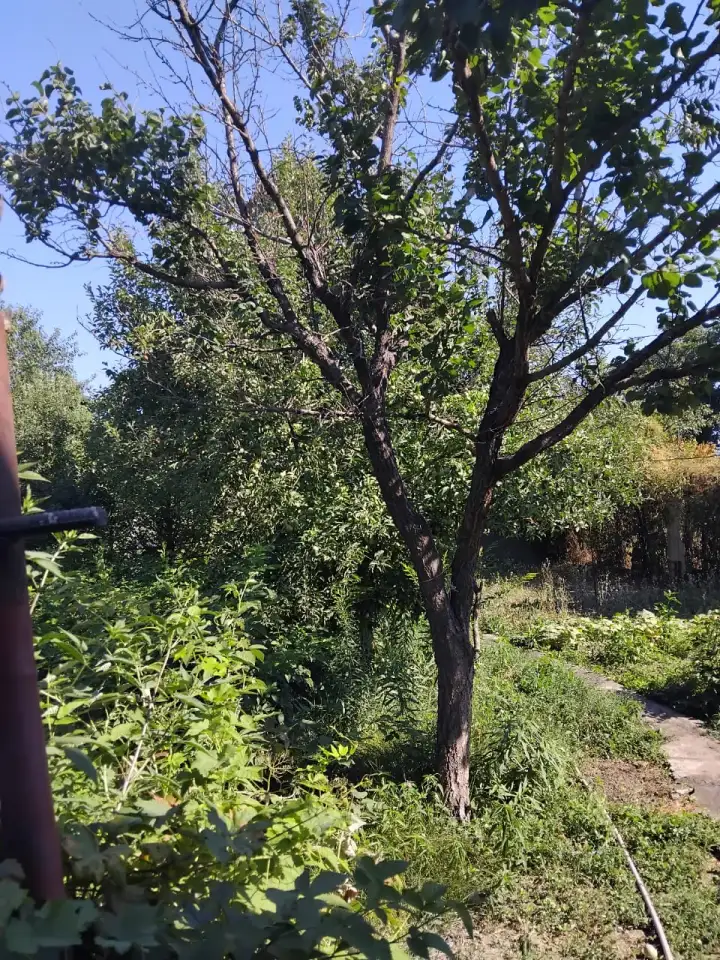 продам дачу из трех комнат в поселке Актас, фотография 6