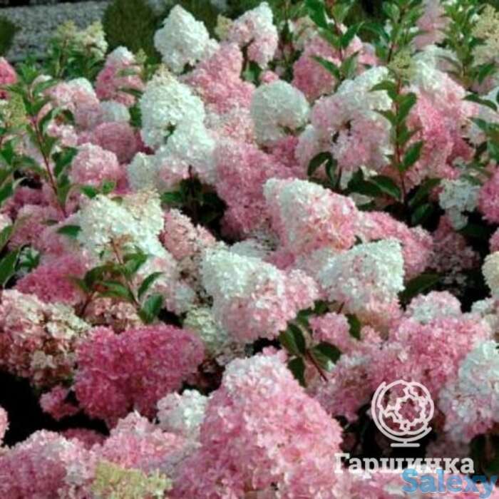 Гортензия ванила фрайз, фотография 1