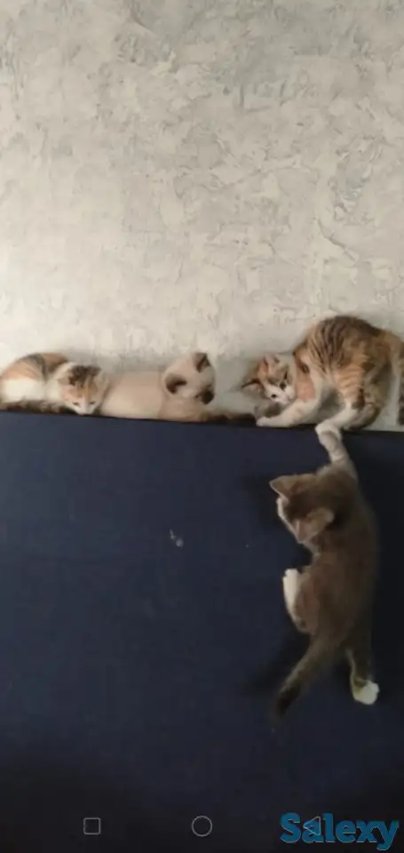 Отдам котят в хорошие заботливые руки, фотография 4