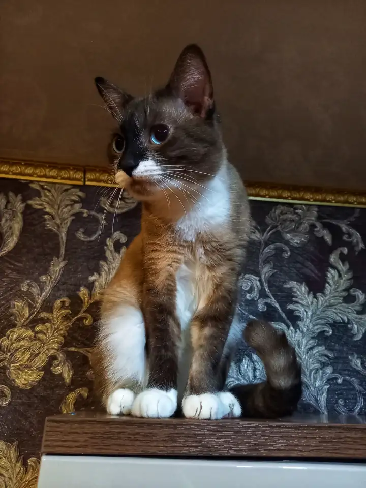 Пропал кот!, фотография 2