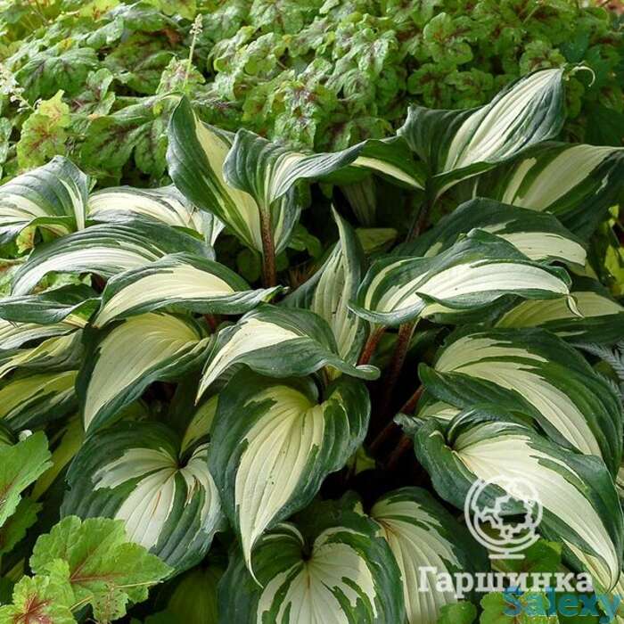 Хоста распбери сандей (m), фотография 1